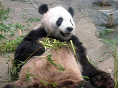 panda gigante no ueno zoo