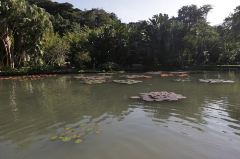 Lago das vitórias-régias no Jardim Botânico