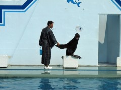 show de leão marinho aquário de shinagawa