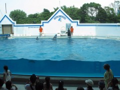 show de golfinhos aquário de shinagawa