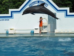 show de golfinhos tóquio