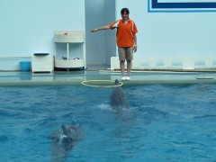 golfinho com bambolê aquário de shinagawa tóquio