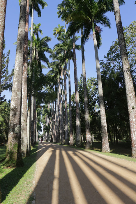 Palmeiras famosas fazendo longas sombras no Jardim Botânico do Rio de Janeiro
