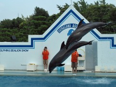 golfinhos pulando aquário de shinagawa tóquio