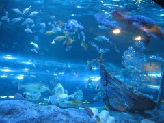 tartaruga e outros peixes no aquário de shinagawa