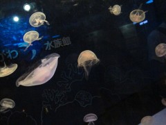 águas-vivas no aquário de shinagawa tóquio
