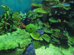 peixes no tanque tropical tóquio