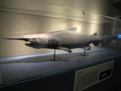 goblin shark aquário de shinagawa tóquio