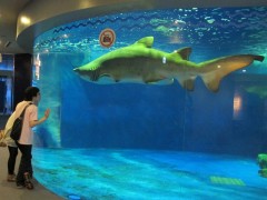 tubarão aquário de shinagawa tóquio