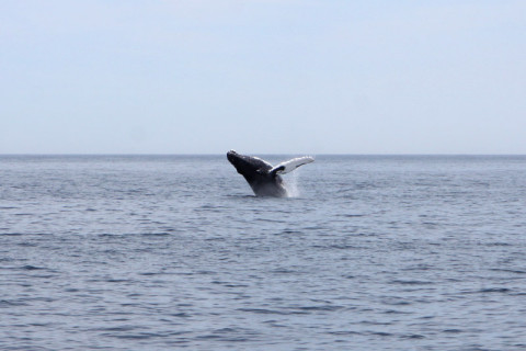 A baleia pulando pela enésima vez