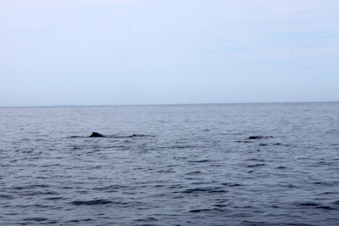 baleiashumpbackboston