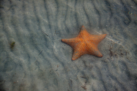 Tem uma praia cheia de estrelas do mar em Bocas del Toro, Panamá