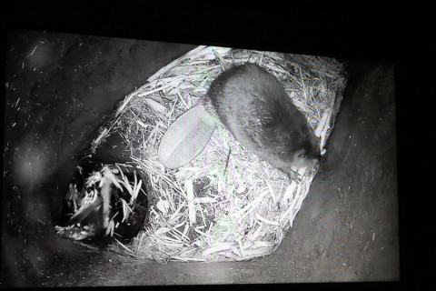 Um castor dentro da sua casinha (foto da câmera que fica transmitindo de dentro da casinha)