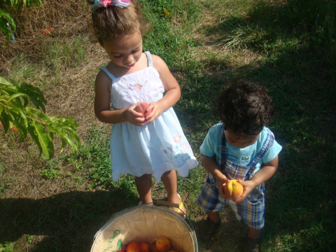 As crianças colhendo pessego na Cox Berry Farm