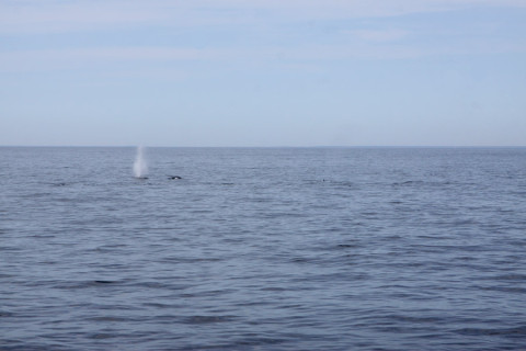 Avistamos os esguichos das baleias primeiro, ao longe