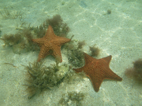 Estrelas do mar em Arridup, San Blás