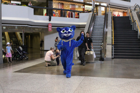 O Gatinho azul é o mascote do Festival 