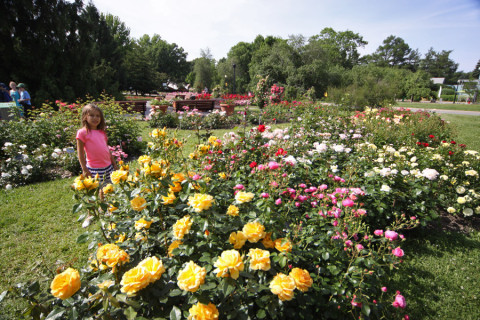 Julia e as rosas do fantástico Jardim de Rosas 