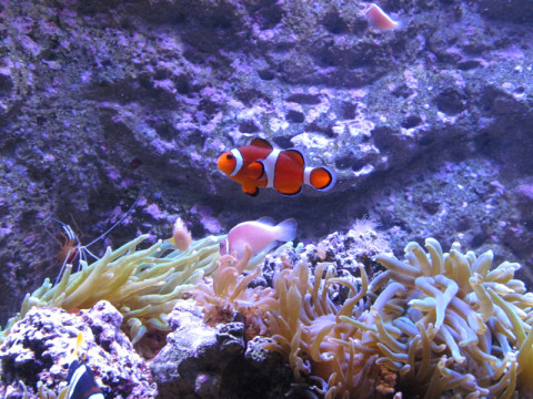 As crianças adoram o Nemo (peixe palhaço)
