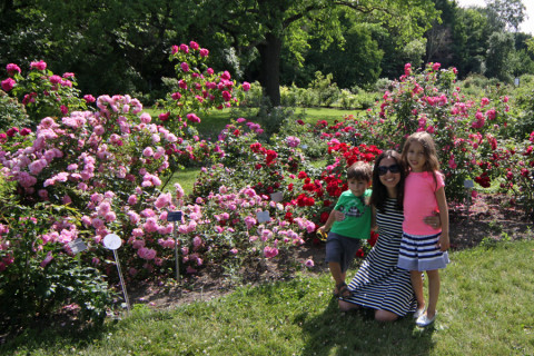 Tivemos que fazer pose no jardim de rosas