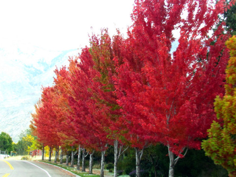 As árvores lindas no outono