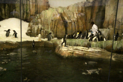 Os pinguins sendo alimentados