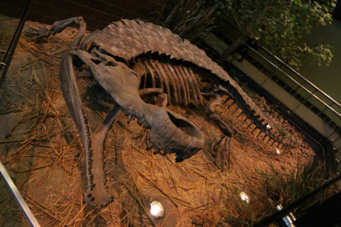 Um Super Crocodilo pré-histórico na entrada da Dinosphere