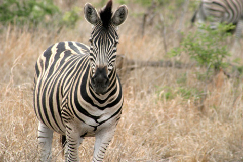Zebra no Kruger Park
