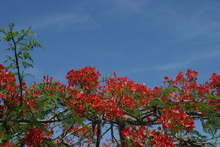 Flores de Flamboyant e um céu azul de verão