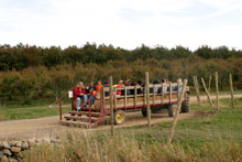 Uma das carroças de feno, que leva os visitantes aos diferentes pomares e atrações