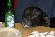 Pilar, cachorra do Marcus, resistiu bravamente às tentações da mesa com a comida.