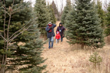 Andando pelas fileiras de pinheiros, estes eram muito grandes