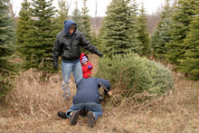 Essa foi a árvore que os meus sogros escolheram. John estava terminando de cortar.