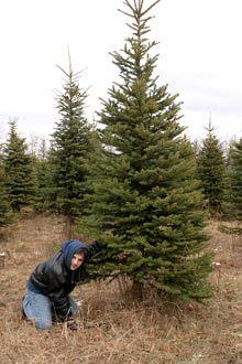 Depois de horas e já não aguentando mais o frio, Gabe se prepara para cortar a nossa árvore