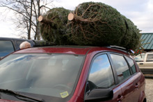 As duas árvores já embaladas para viagem, no bagageiro do carro