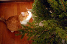 Gato ficou inspecionando a árvore, cheirou cada galho, tronco, curiosíssimo.