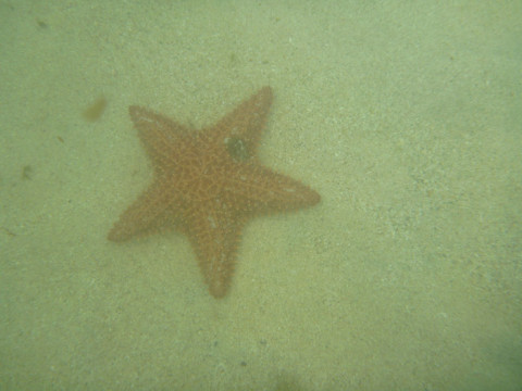 Uma das várias estrelas do mar de San Blás