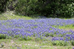 19-bluebonnetspertodeburnet