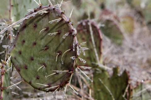 22-cactuscomgelo