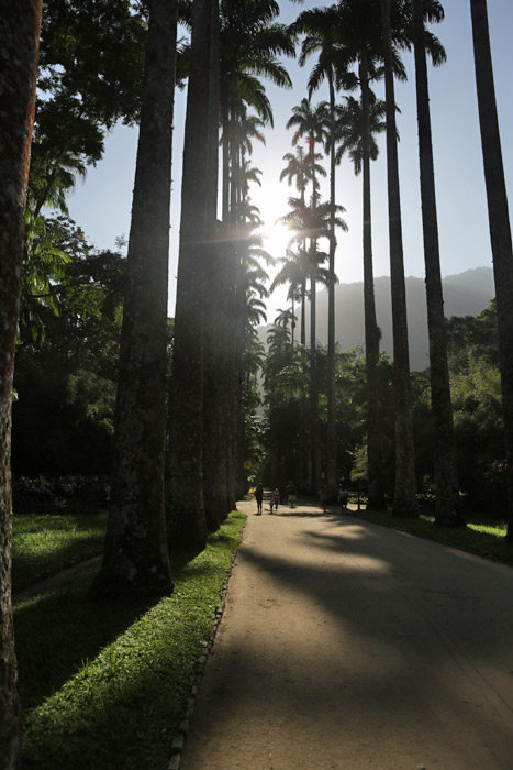 Sol por entre as palmeiras do Jardim Botânico