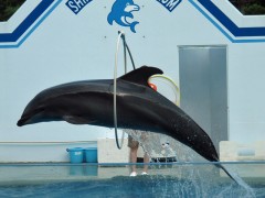 golfinho pulando argola aquário de shinagawa tóquio