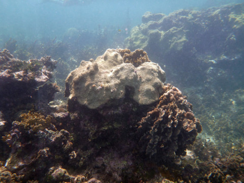 Corais na ilha Iguana em San Blás