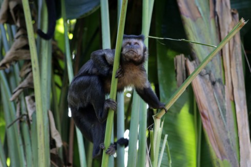 Um dos macacos no Jardim Botânico