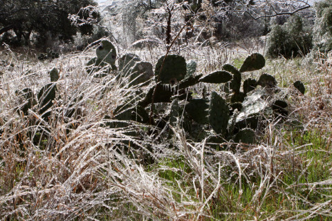 26-cactusgelosol