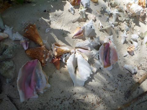 Vimos muitas conchas dessas "enfeitando" as ilhas
