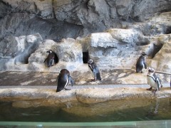 pinguins no aquário de shinagawa