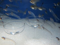 peixe vidro aquário de shinagawa tóquio