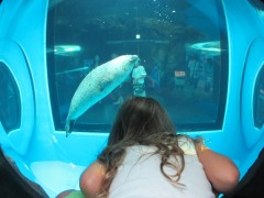 julia e as focas pintadas aquário de shinagawa