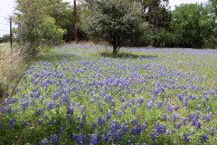 7-campobluebonnetspark4