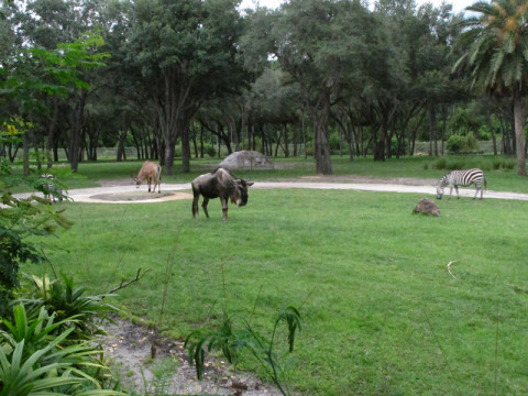 arushaanimaisaklodge